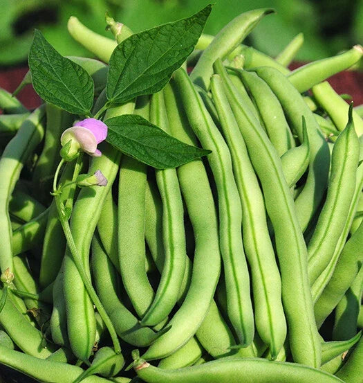 Tendergreen Improved Green Bush Bean Seeds – Stringless, Heavy Producer, Organic, Non-GMO, Phaseolus vulgaris, 15+ Seeds