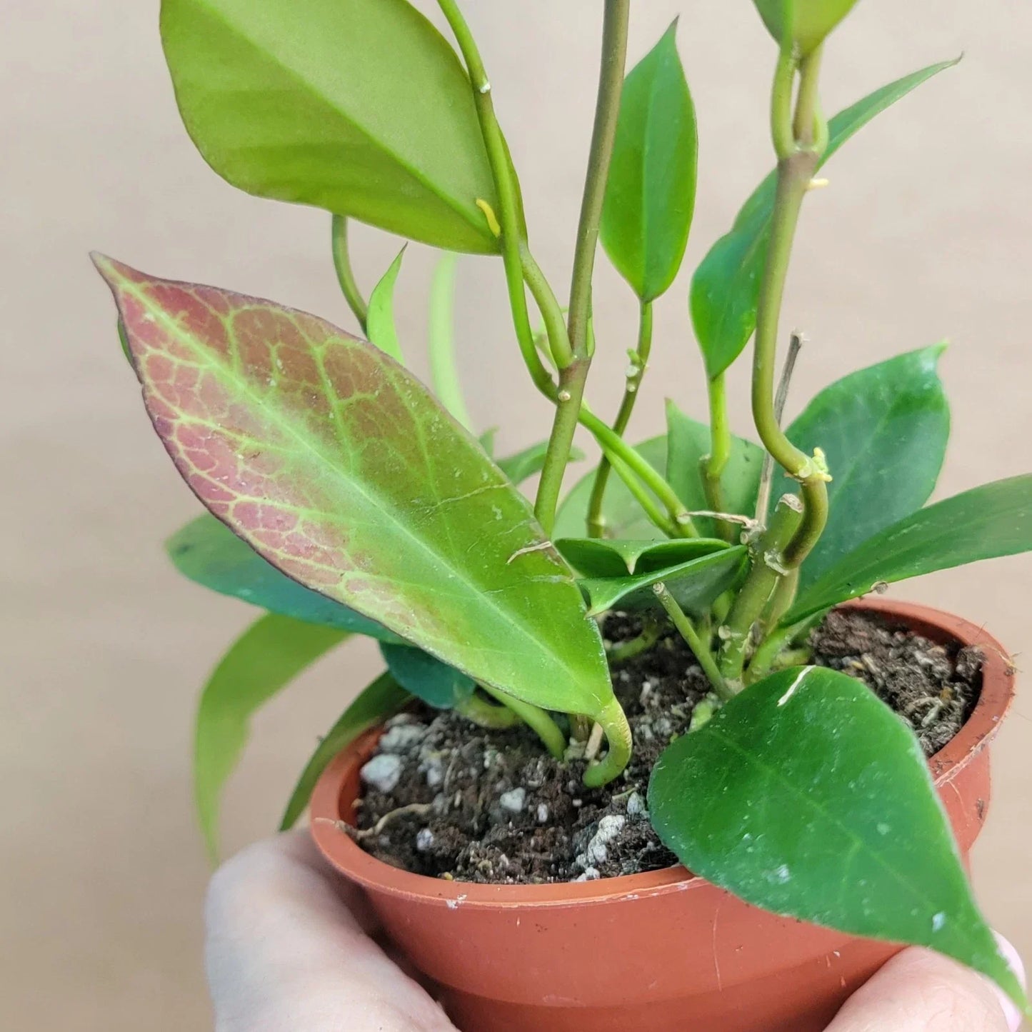 Hoya Sunrise Live Plant in 4” Pot, Variegated Hoya Carnosa, Rare Indoor Houseplant, Easy Care, Beautiful Foliage