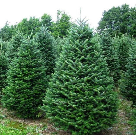 Noble Fir Live Barrenoot Tree 10-16 Inches Abies Procera Cold Hardy Conifer for Zones 5-6