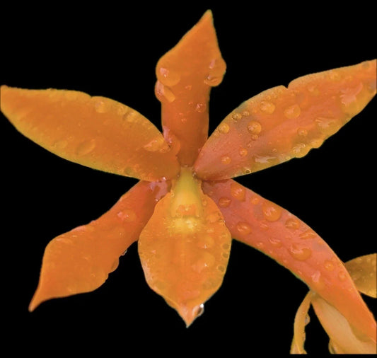 Guaricyclia aurantiaca Alani Pua Orchid Plant Super Bare Root for Indoor and Outdoor Gardening