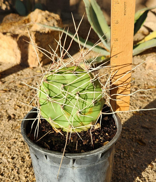 Opuntia Sulphurea Prickly Pear Cactus Pad Cutting - Live Rooted Segment - Drought-Tolerant Succulent Plant for Home Garden