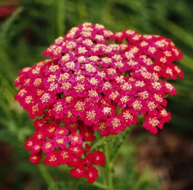 Yarrow Seeds Pack of 1500 Non-GMO Red Rubra Achillea millefolium Perennial Flowers for Pollinators