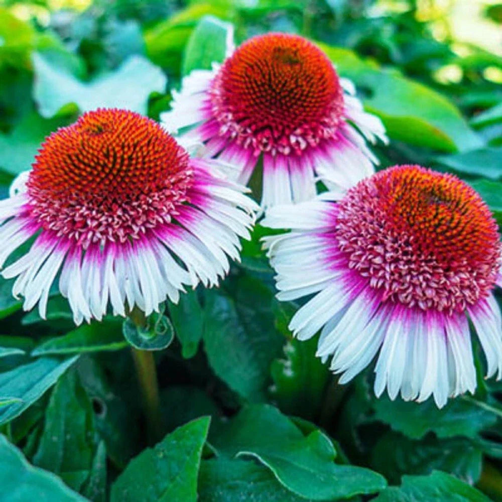 50 Strawberry & Cream Coneflower Seeds | Echinacea purpurea | Colorful Perennial Flowers for Garden Planting