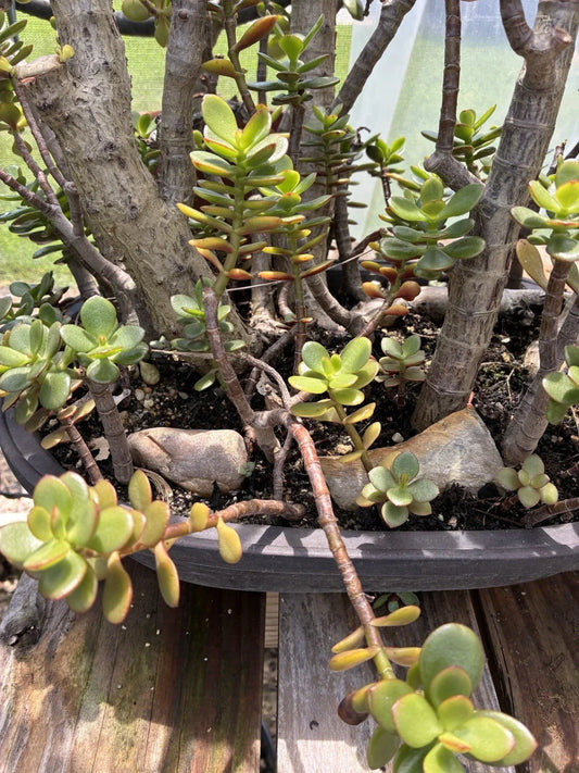 Jade Plant Cuttings – Crassula Ovata – Small & Big Leaf Succulent – 4-6 Inches for Home Decor & Gardening