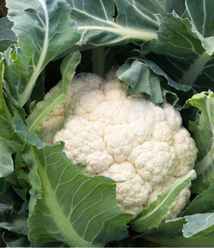 Cauliflower Seeds - Snowball Self Blanching - Brassica oleracea - Non-GMO Heirloom Vegetable Seeds Pack of 200+