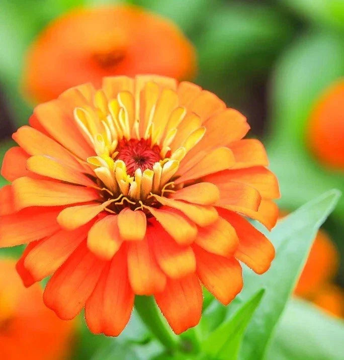 Orange King Zinnia Seeds - 200+ Pack - Attracts Hummingbirds & Butterflies - Zinnia elegans