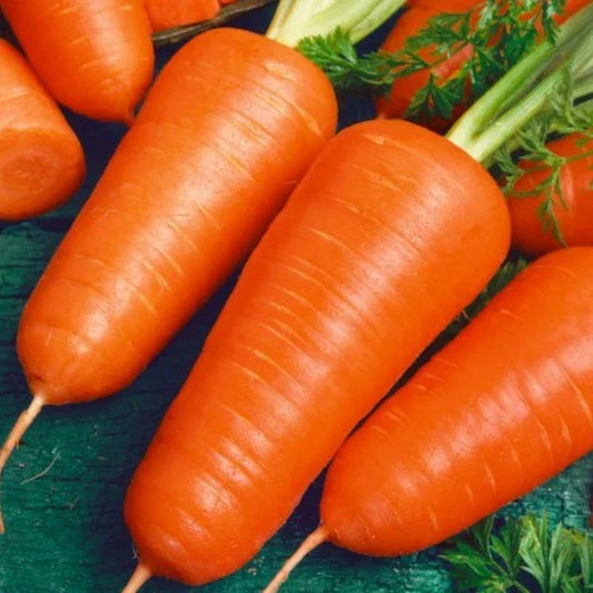 Organic Carrot Seeds 500 Count Chantenay Red Cored Daucus carota Heirloom Root Vegetable