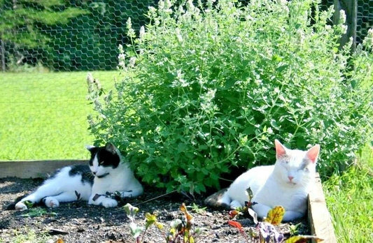 Organic Catnip Seeds Packet - Nepeta cataria for Gardens & Containers - Drought Tolerant, Non-GMO, Perennial Herb