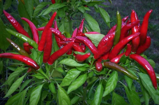 Organic Thai Bird's Eye Red Chili Pepper Seeds - Very Hot, Non-GMO, Capsicum annuum, Pack of 25, Spicy Peppers for Garden and Cooking