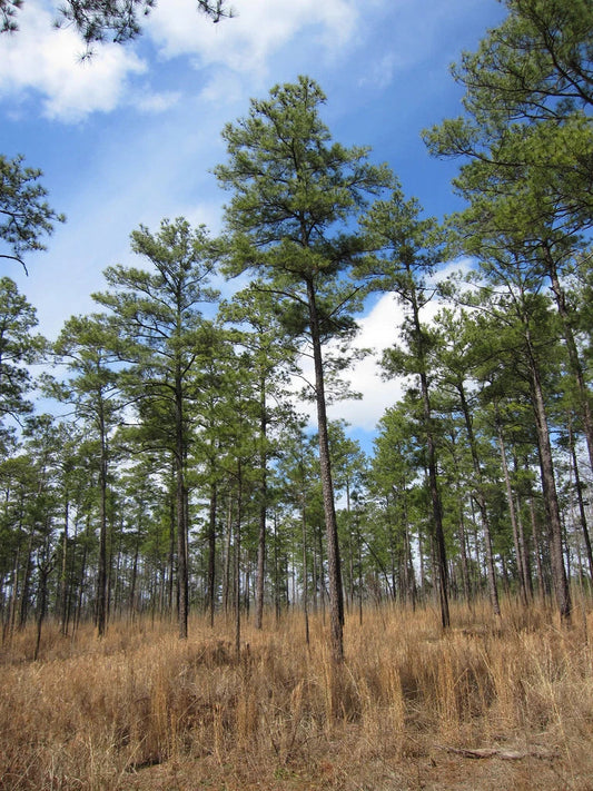 Loblolly Pine Seeds Pack of 20 | Pinus taeda Evergreen Tree for Landscaping & Reforestation