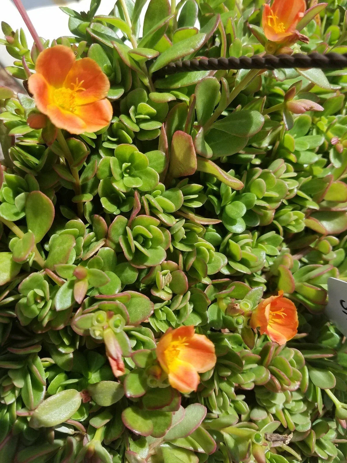 Coral Pink Purslane Cuttings - Single Flower - Portulaca oleracea 'Coral Pink' - Easy to Grow, Attracts Pollinators