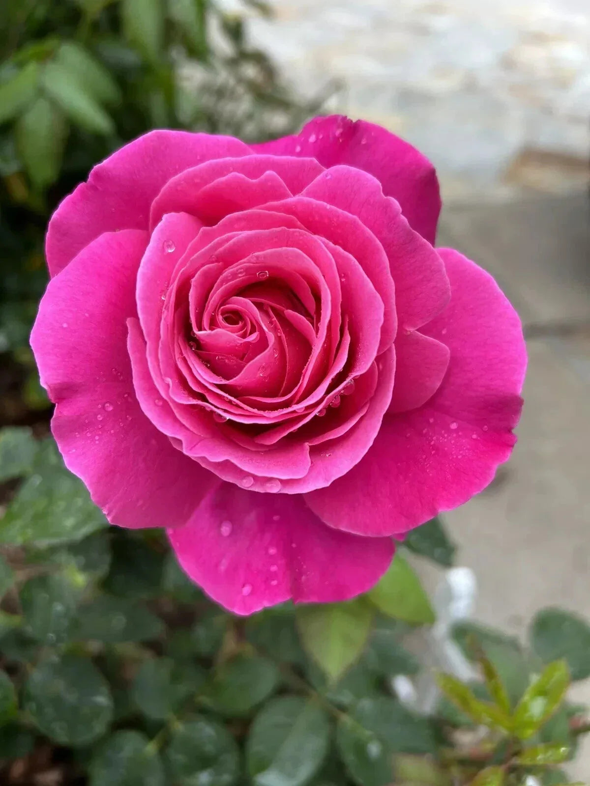 Dark Pink Rose Cuttings - 5 Fragrant Stems for Planting - Rosa spp. - Garden Flowering Shrubs for Borders and Arrangements