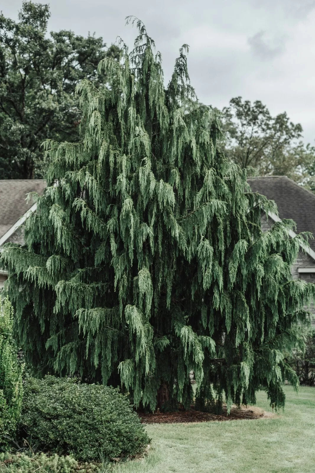 Port Orford Cedar Tree Seeds - Chamaecyparis lawsoniana - 25+ Premium Evergreen Conifer Seeds for Landscaping and Restoration