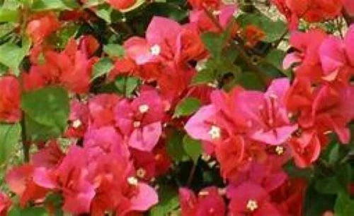 Live Bougainvillea Plug Plant - Miss Manila Variety, Vibrant Blooms, Well Rooted Bougainvillea glabra, Garden, Indoor, Outdoor