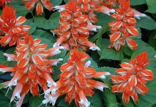 Orange White Salvia Seeds – Perennial Salvia splendens for Hummingbirds & Butterflies, Full Sun, Easy to Grow, 50 Seeds