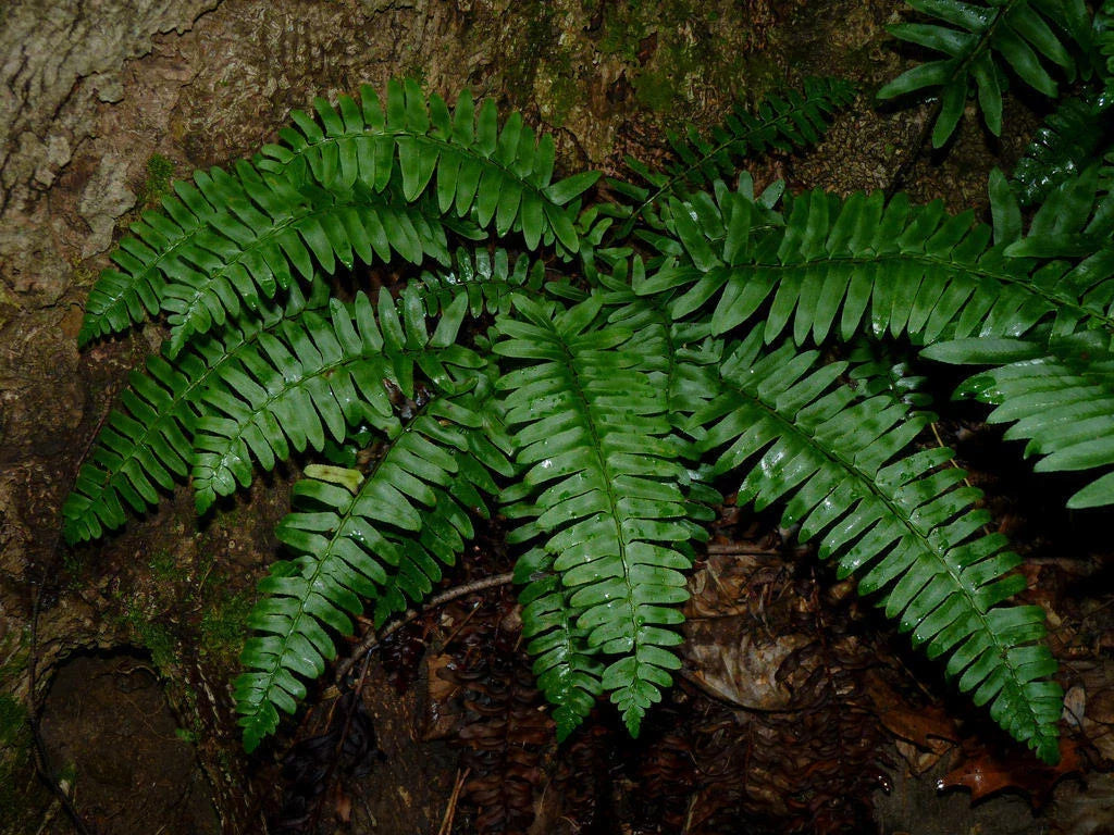 Christmas Fern Bare Root Plants 3 Pack – Polystichum Acrostichoides for Shade Gardens and Natural Landscaping