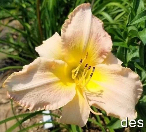 Daylily Live Plant - Elegant Finale - Very Late Bloomer - Hemerocallis - Perennial Garden Flower