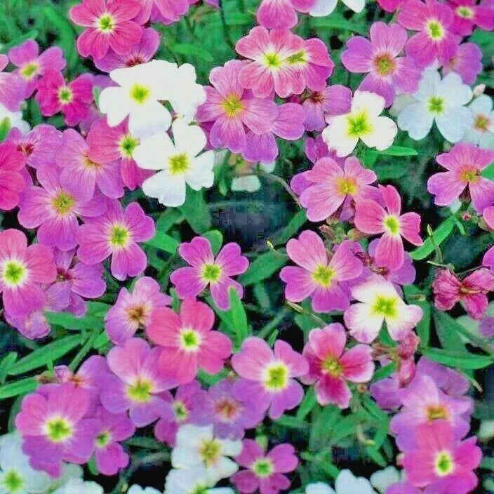 Virginia Stock Flower Seeds - 1001+ Seeds, Groundcover, Malcomia maritima, Pink Purple White, Easy to Grow, Pollinator Attracting