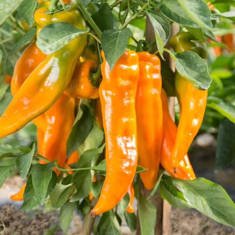 Golden Treasure Sweet F1 Pepper Seeds - 30 Non-GMO Seeds - Yellow Capsicum annuum for Frying and Fresh Eating