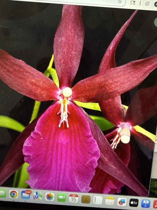 Orchid Plant Bare Root Mtssa Royal Robe Bulb – Tropical Flowering Hybrid Miltonia x Brassia