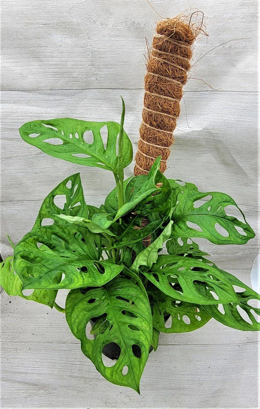 Monstera Swiss Cheese Plant 3" & 4" Live Indoor Houseplant, Rare Monstera adansonii with Fenestrated Leaves