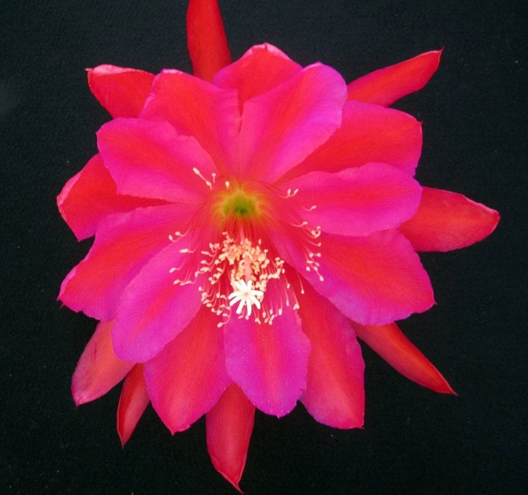 Epiphyllum Cutting - Cuzco Orchid Cactus, Don's Single Stem, Fragrant White Flowers, Epiphyllum oxypetalum, Indoor or Outdoor Plant