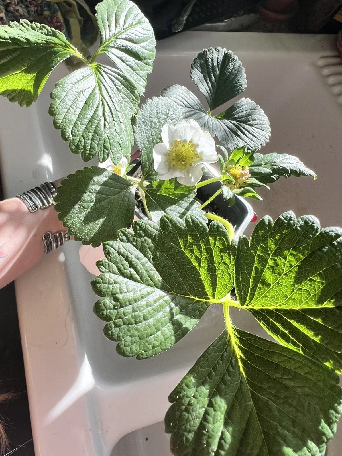 Seascape Strawberry Seeds - Organic Heat-Tolerant Perennial Berry Seeds - Fragaria × ananassa, 200 Pack
