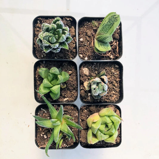 Live Haworthia Succulent Plant – Fully Rooted 2" or 4" Indoor Wedding Favor – Haworthia Attenuata Rosette Decorative Plant