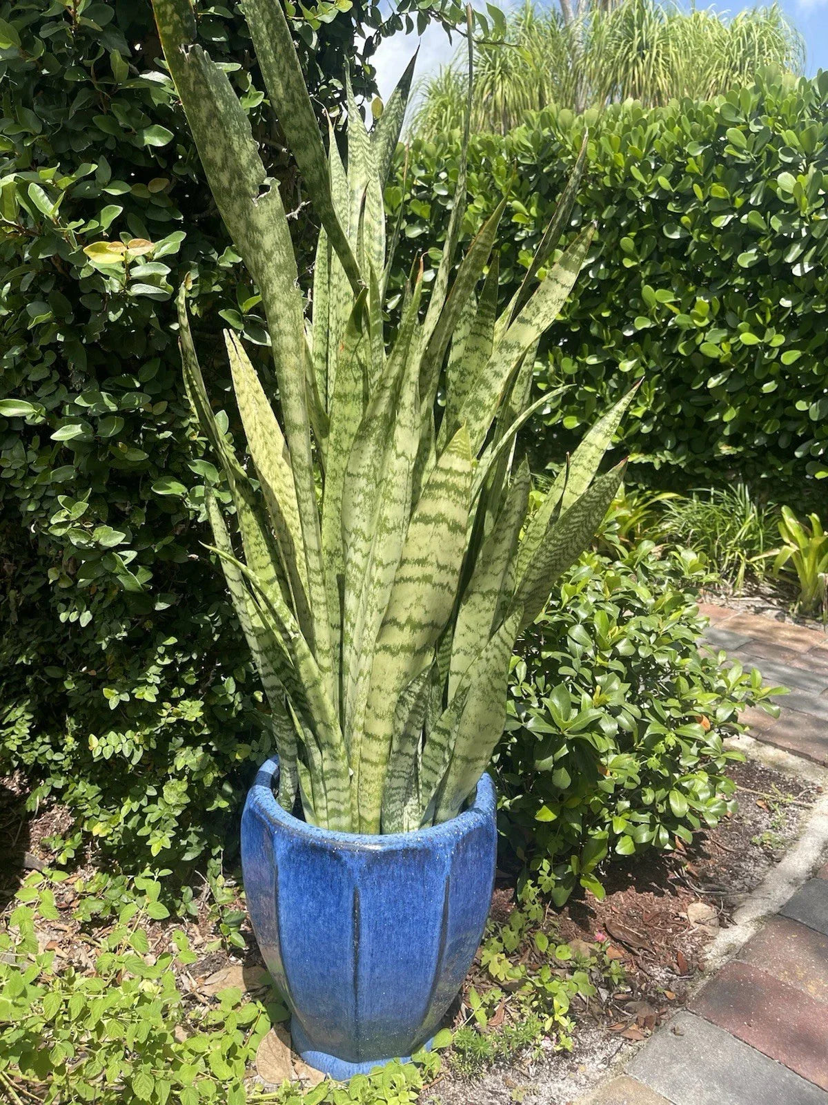 Sansevieria Snake Plant Starter Leaf Cuttings – 8 Inches – Mother-in-Law's Tongue – Sansevieria trifasciata Indoor Plant