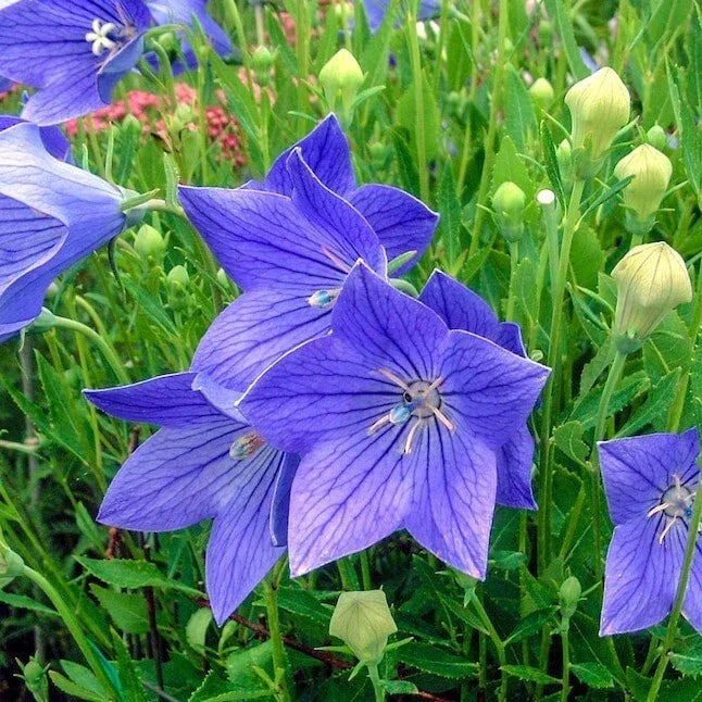 Balloon Flower Seeds - 20 Fresh Platycodon grandiflorus Perennial Seeds for Borders, Containers, Pollinator Attracting, Free USA Shipping