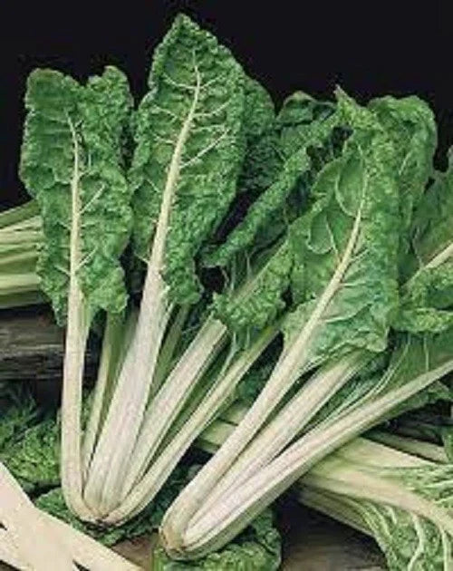 Organic Heirloom Swiss Chard Seeds - Green Lucullus Variety - Non-GMO, High Yield, Edible Leafy Greens for Gardening