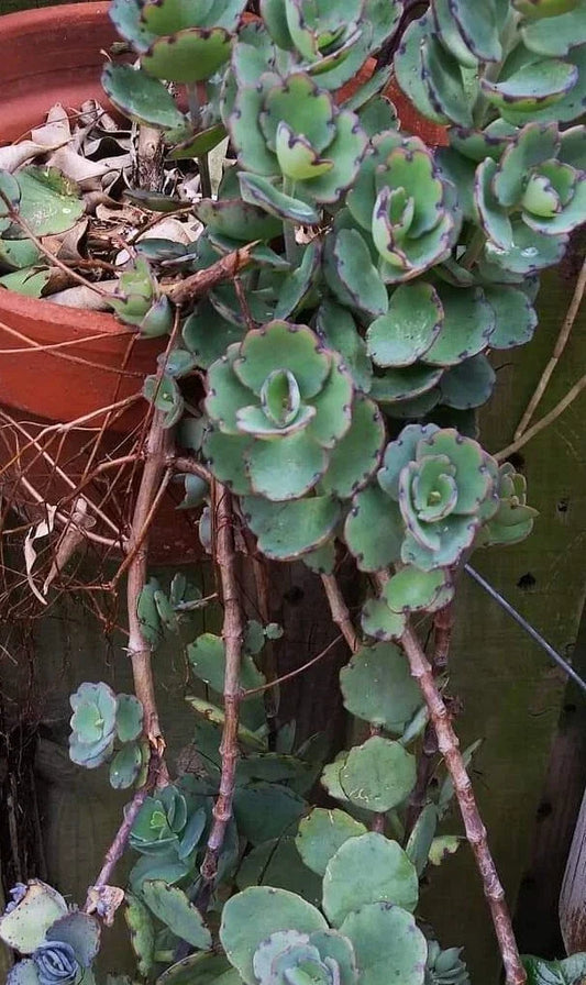 Kalanchoe Milky Widows Thrill Succulent - Jade Point Blue Tip Laxiflora Potted Plant