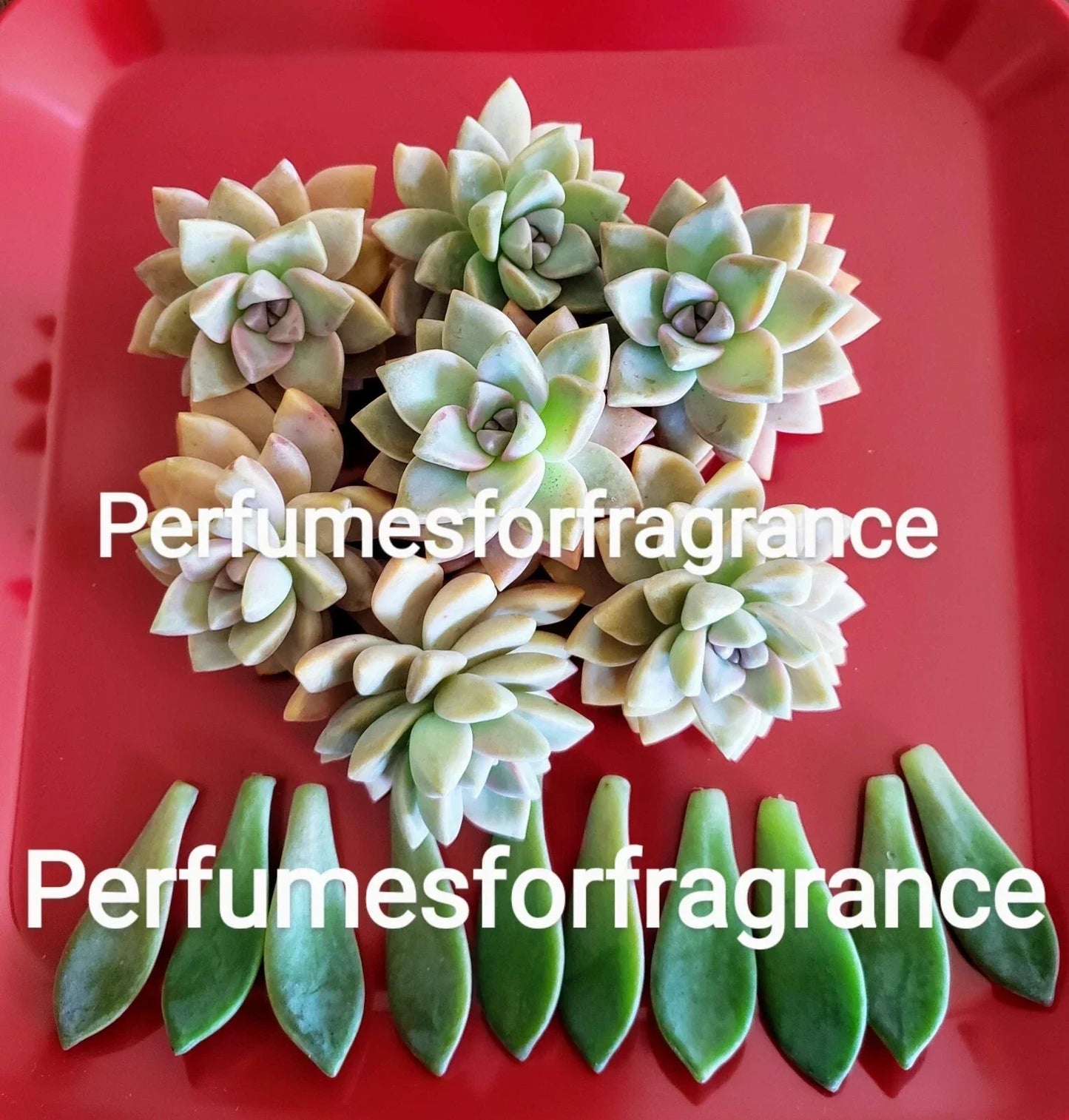 Graptopetalum Ghost Plant Succulent Cuttings + Leaves, Easy Care Indoor Plant, Crassulaceae, Propagation Kit