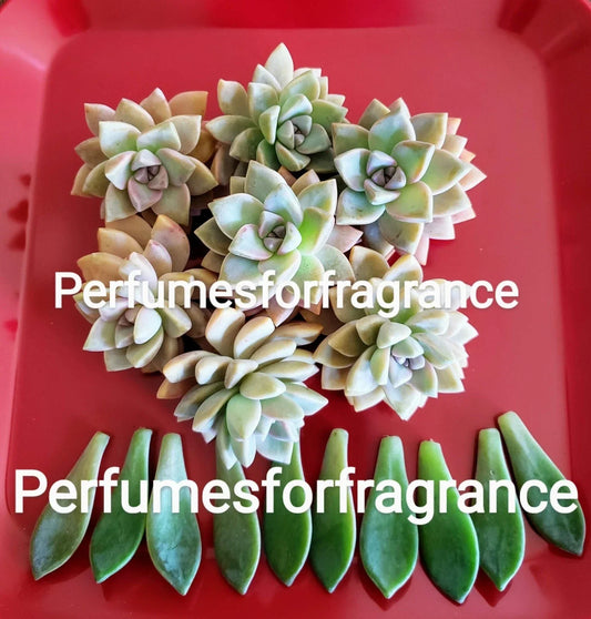 Graptopetalum Ghost Plant Succulent Cuttings + Leaves, Easy Care Indoor Plant, Crassulaceae, Propagation Kit