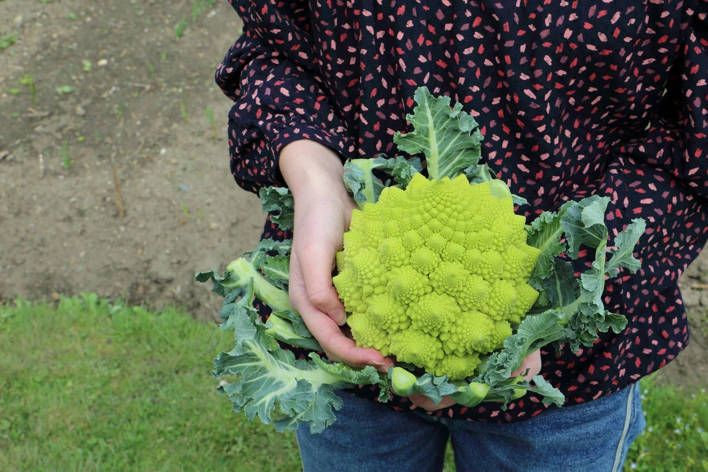Romanesco Broccoli Seeds - Non-GMO Heirloom, Brassica oleracea, Green Vegetable Seeds for Backyard Gardening