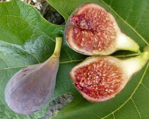 Celeste Fig Plant in 3-Inch Pot, Ficus carica 'Celeste', Rooted Indoor/Outdoor Fig Tree for Garden or Home Decor