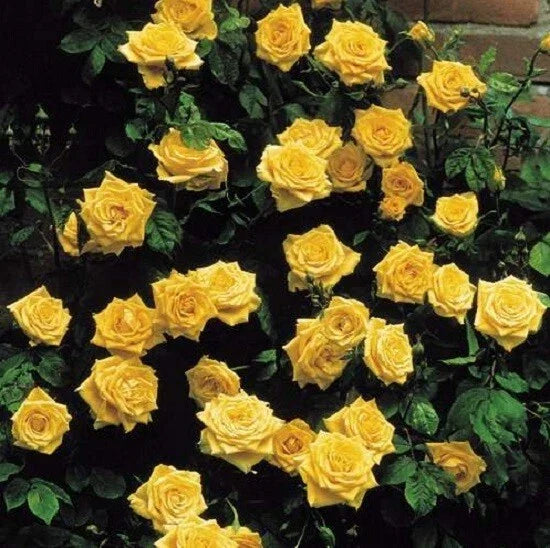 Climbing Yellow Rose Seeds - 10 Perennial Flower Seeds for Garden Trellises, Fences, Rosa 'Climbing Yellow'