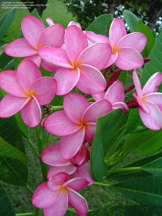 Hawaiian Plumeria Cuttings Miami Rose Frangipani Plant 12-14" Plumeria rubra Tropical Garden Flower