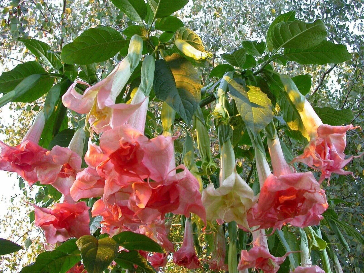 Brugmansia Angel Trumpet Seeds - 10 Fragrant Flower Seeds - Datura - White, Yellow, Pink Varieties - USA Grown