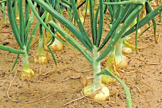 Organic Vidalia Sweet Onion Seeds - Short Day Allium cepa for Spring & Fall Gardens, 201+ Seeds, Non-GMO, Easy to Grow