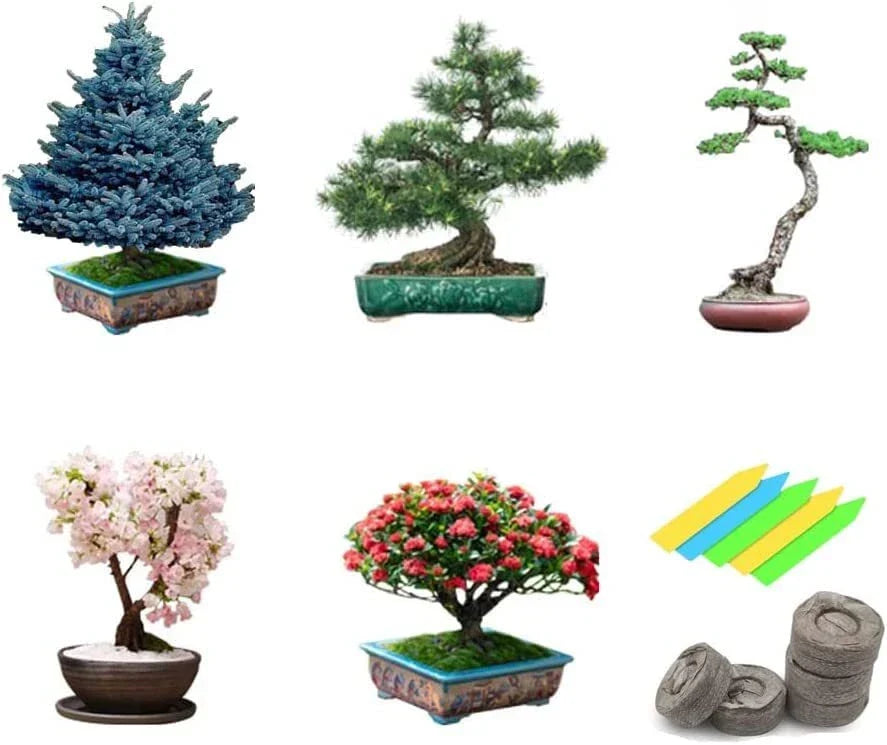Bonsai Tree Seeds - Non-GMO Heirloom - 5 Varieties: Ficus, Juniper, Pine, Maple, Cherry - Perfect for Gardening Enthusiasts