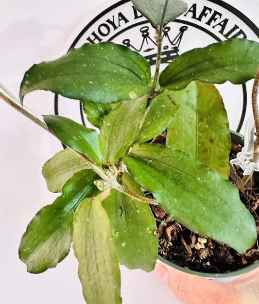 Hoya Plant Erythrina Live Plant with Round Glossy Leaves, Indoor Houseplant, Hoya erythrina