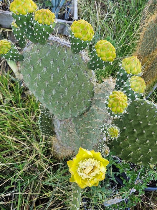 Opuntia Megasperma Var. Orientalis Cactus Plant with Colorful Flowers, Drought Tolerant, Galapagos Cactus, Succulent, Easy Care