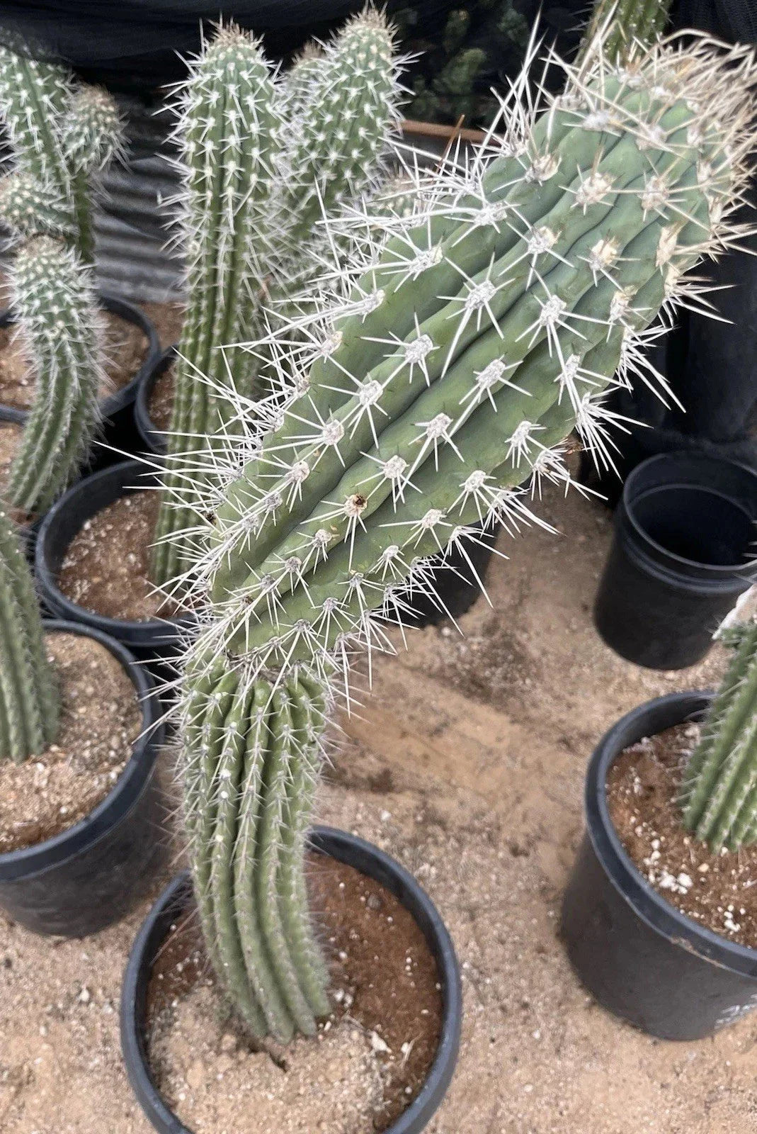 Argentinian Saguaro Cutting Live Plant 38" Thick Stetsonia Coryne with XL Spines - Perfect for Cacti Collectors and Decor