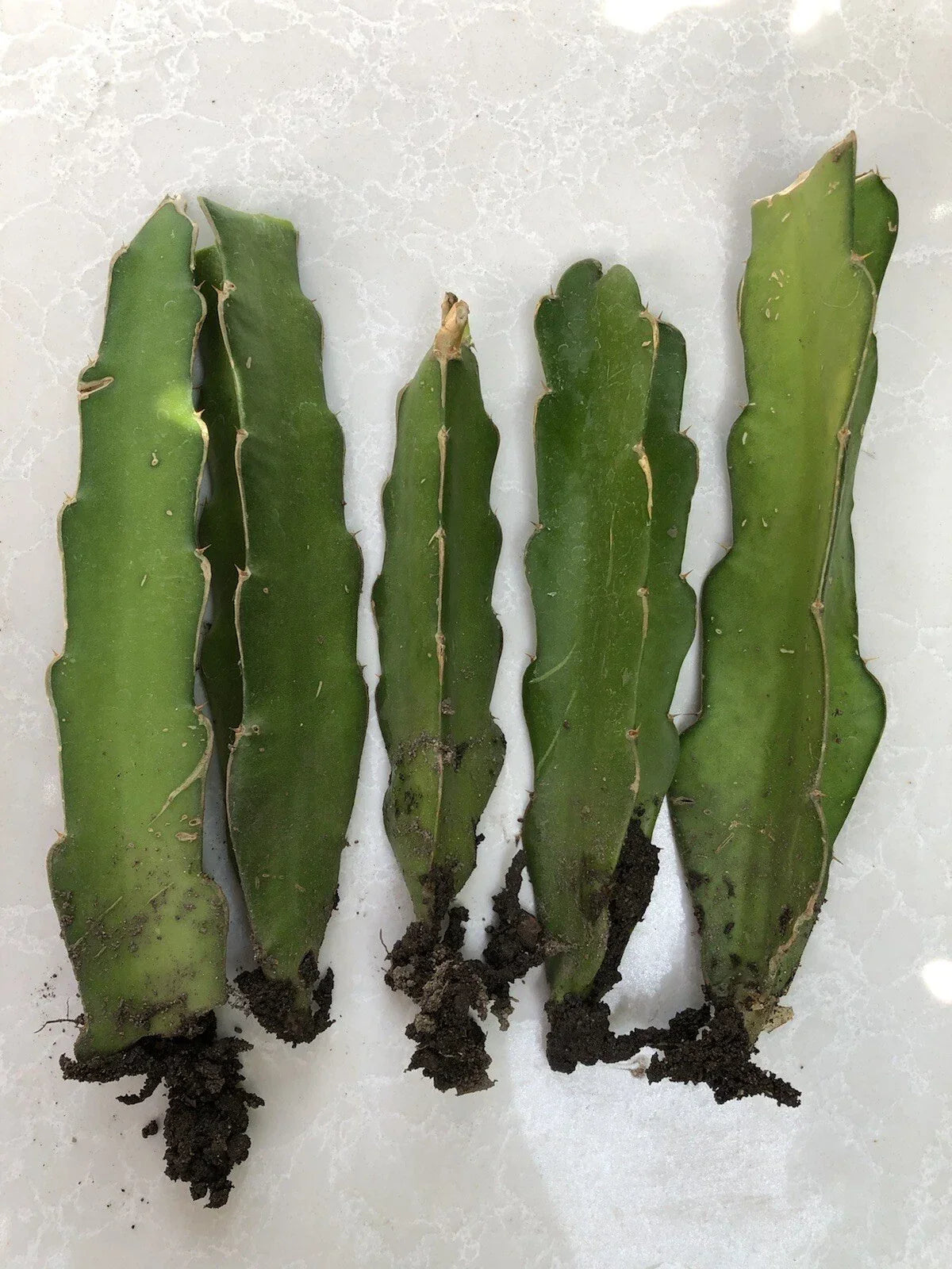 Rooted Dragon Fruit Cuttings - 5 Bare Root White Pitaya Cactus Hylocereus undatus for Garden or Indoor Growing