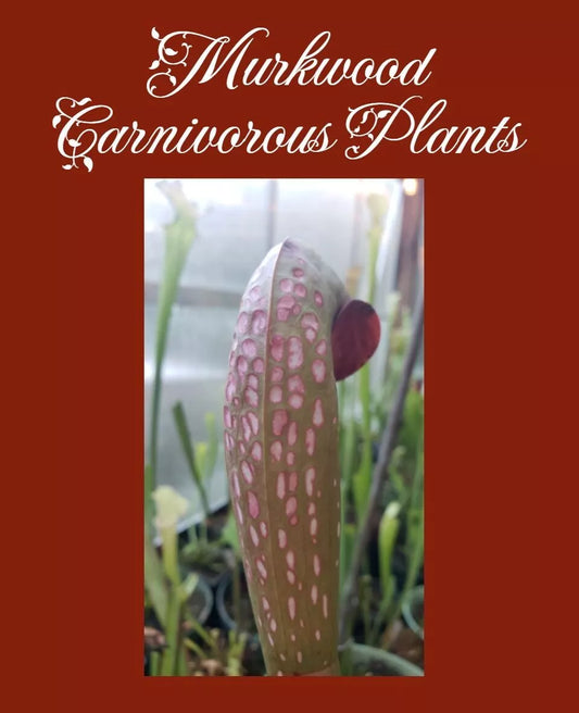 Live Pitcher Plant - Sarracenia Minor GIANT Okeefenokeensis Clone J Red Window - Carnivorous Indoor/Outdoor Plant