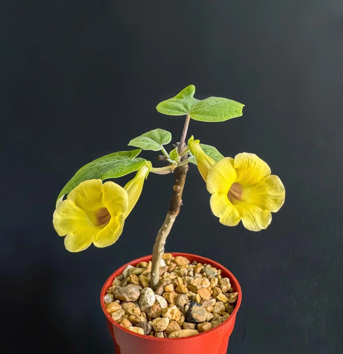 Uncarina Ankaranensis 4-inch Madagascar Flowering Succulent Caudex Plant, Rare, Unique, Collector’s Plant