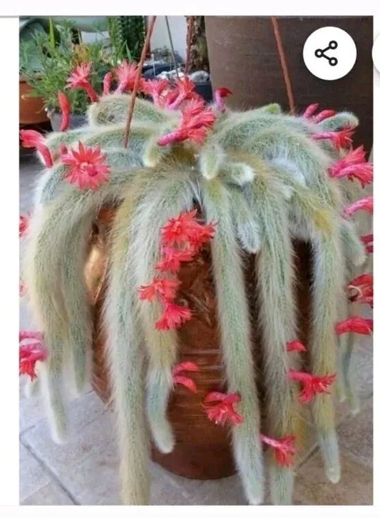Monkey Tail Cactus Cutting 8" | Succulent Plant | Trailing Fuzzy Spines | Cleistocactus winteri