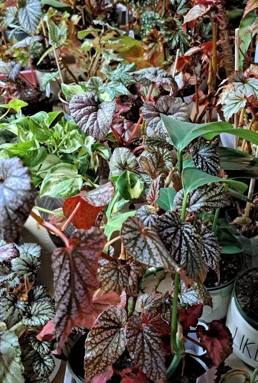 House Plant Cuttings Bouquet – Assorted Varieties for Propagation, Indoor Gardening, and Plant Enthusiasts