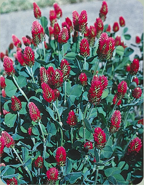Crimson Clover Seeds 360 Count - Red Trifolium incarnatum for Bees, Cover Crop, Soil Fertility, Erosion Control, Non-GMO, GroCo USA
